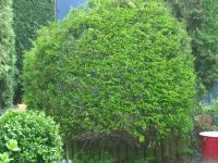 <img0*150:stuff/z/46887/Nehirwen%2520Stock%2520-%2520garden/i1239806418_12.jpg>