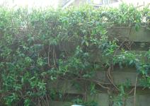 <img0*150:stuff/z/46887/Nehirwen%2520Stock%2520-%2520garden/i1239806418_9.jpg>