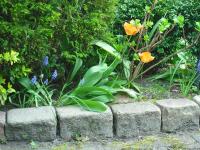<img0*150:stuff/z/46887/Nehirwen%2520Stock%2520-%2520garden/i1239806419_14.jpg>