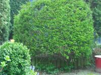 <img0*150:stuff/z/46887/Nehirwen%2520Stock%2520-%2520garden/i1239806419_15.jpg>
