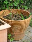 <img0*150:stuff/z/46887/Nehirwen%2520Stock%2520-%2520garden/i1239806420_21.jpg>