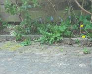 <img0*150:stuff/z/46887/Nehirwen%2520Stock%2520-%2520garden/i1239806420_23.jpg>