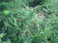 <img0*150:stuff/z/46887/Nehirwen%2520Stock%2520-%2520garden/i1239806420_24.jpg>