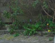 <img0*150:stuff/z/46887/Nehirwen%2520Stock%2520-%2520garden/i1239806420_26.jpg>