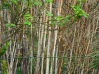 <img0*150:stuff/z/46887/Nehirwen%2520Stock%2520-%2520garden/i1239806421_30.jpg>