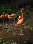 <img0*150:stuff/z/46887/Nehirwen%2520stock%2520-%2520Zoo%2520Animals%25202/Zoo%20011.jpg>