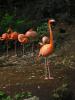 Nehirwen stock - Zoo Animals 2
