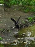 <img0*150:stuff/z/46887/Nehirwen%2520stock%2520-%2520Zoo%2520Animals%25202/Zoo%20019.jpg>
