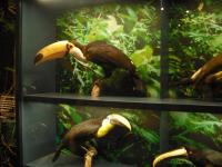 <img0*150:stuff/z/46887/Nehirwen%2520stock%2520-%2520Zoo%2520Animals%25202/Zoo%20024.jpg>