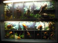 <img0*150:stuff/z/46887/Nehirwen%2520stock%2520-%2520Zoo%2520Animals%25202/Zoo%20025.jpg>
