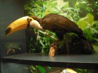 <img0*150:stuff/z/46887/Nehirwen%2520stock%2520-%2520Zoo%2520Animals%25202/Zoo%20027.jpg>