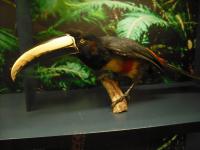 <img0*150:stuff/z/46887/Nehirwen%2520stock%2520-%2520Zoo%2520Animals%25202/Zoo%20029.jpg>