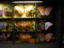 Nehirwen stock - Zoo Animals 2