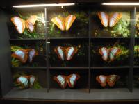 <img0*150:stuff/z/46887/Nehirwen%2520stock%2520-%2520Zoo%2520Animals%25202/Zoo%20031.jpg>