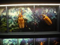 <img0*150:stuff/z/46887/Nehirwen%2520stock%2520-%2520Zoo%2520Animals%25202/Zoo%20032.jpg>