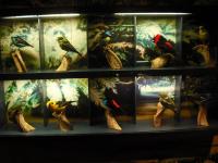<img0*150:stuff/z/46887/Nehirwen%2520stock%2520-%2520Zoo%2520Animals%25202/Zoo%20033.jpg>