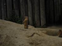 <img0*150:stuff/z/46887/Nehirwen%2520stock%2520-%2520Zoo%2520Animals%25202/Zoo%20036.jpg>