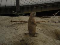 <img0*150:stuff/z/46887/Nehirwen%2520stock%2520-%2520Zoo%2520Animals%25202/Zoo%20037.jpg>