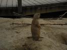Nehirwen stock - Zoo Animals 2 