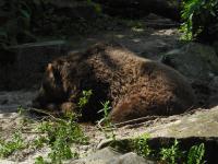 <img0*150:stuff/z/46887/Nehirwen%2520stock%2520-%2520Zoo%2520Animals%25202/Zoo%20039.jpg>