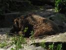 Nehirwen stock - Zoo Animals 2