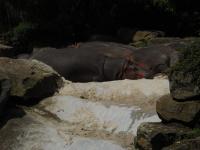 <img0*150:stuff/z/46887/Nehirwen%2520stock%2520-%2520Zoo%2520Animals%25202/Zoo%20042.jpg>