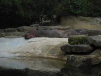 <img0*150:stuff/z/46887/Nehirwen%2520stock%2520-%2520Zoo%2520Animals%25202/Zoo%20044.jpg>
