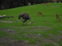 <img0*150:stuff/z/46887/Nehirwen%2520stock%2520-%2520Zoo%2520Animals%25202/Zoo%20046.jpg>