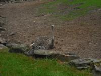 <img0*150:stuff/z/46887/Nehirwen%2520stock%2520-%2520Zoo%2520Animals%25202/Zoo%20047.jpg>