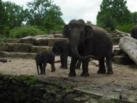 <img0*150:stuff/z/46887/Nehirwen%2520stock%2520-%2520Zoo%2520Animals%25202/Zoo%20054.jpg>