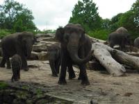 <img0*150:stuff/z/46887/Nehirwen%2520stock%2520-%2520Zoo%2520Animals%25202/Zoo%20056.jpg>