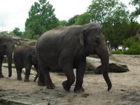 <img0*150:stuff/z/46887/Nehirwen%2520stock%2520-%2520Zoo%2520Animals%25202/Zoo%20057.jpg>