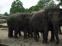 <img0*150:stuff/z/46887/Nehirwen%2520stock%2520-%2520Zoo%2520Animals%25202/Zoo%20059.jpg>