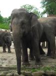 <img0*150:stuff/z/46887/Nehirwen%2520stock%2520-%2520Zoo%2520Animals%25202/Zoo%20061.jpg>