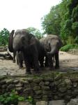 <img0*150:stuff/z/46887/Nehirwen%2520stock%2520-%2520Zoo%2520Animals%25202/Zoo%20068.jpg>