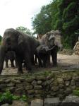 <img0*150:stuff/z/46887/Nehirwen%2520stock%2520-%2520Zoo%2520Animals%25202/Zoo%20076.jpg>
