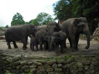 <img0*150:stuff/z/46887/Nehirwen%2520stock%2520-%2520Zoo%2520Animals%25202/Zoo%20081.jpg>