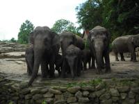 <img0*150:stuff/z/46887/Nehirwen%2520stock%2520-%2520Zoo%2520Animals%25202/Zoo%20088.jpg>