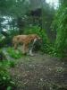 Nehirwen stock - Zoo Animals 2