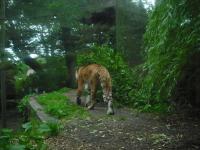 <img0*150:stuff/z/46887/Nehirwen%2520stock%2520-%2520Zoo%2520Animals%25202/Zoo%20105.jpg>