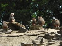 <img0*150:stuff/z/46887/Nehirwen%2520stock%2520-%2520Zoo%2520Animals%25202/Zoo%20112.jpg>