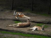 <img0*150:stuff/z/46887/Nehirwen%2520stock%2520-%2520Zoo%2520Animals%25202/Zoo%20118.jpg>