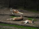 Nehirwen stock - Zoo Animals 2