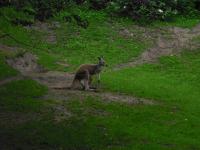 <img0*150:stuff/z/46887/Nehirwen%2520stock%2520-%2520Zoo%2520Animals%25202/Zoo%20119.jpg>