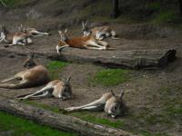 <img0*150:stuff/z/46887/Nehirwen%2520stock%2520-%2520Zoo%2520Animals%25202/Zoo%20123.jpg>