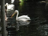 <img0*150:stuff/z/46887/Nehirwen%2520stock%2520-%2520Zoo%2520Animals%25202/Zoo%20127.jpg>