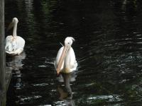 <img0*150:stuff/z/46887/Nehirwen%2520stock%2520-%2520Zoo%2520Animals%25202/Zoo%20129.jpg>