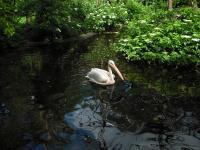<img0*150:stuff/z/46887/Nehirwen%2520stock%2520-%2520Zoo%2520Animals%25202/Zoo%20133.jpg>