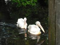 <img0*150:stuff/z/46887/Nehirwen%2520stock%2520-%2520Zoo%2520Animals%25202/Zoo%20138.jpg>
