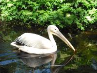 <img0*150:stuff/z/46887/Nehirwen%2520stock%2520-%2520Zoo%2520Animals%25202/Zoo%20139.jpg>